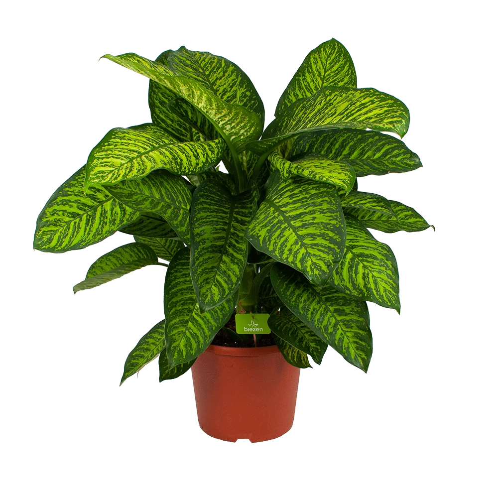 Dieffenbachia Seguine Tropic Jewel - P35 H130 - Kamerplant