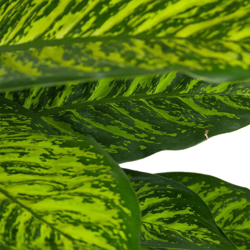 Dieffenbachia Seguine Tropic Jewel - P35 H130 - Kamerplant - Afbeelding 2