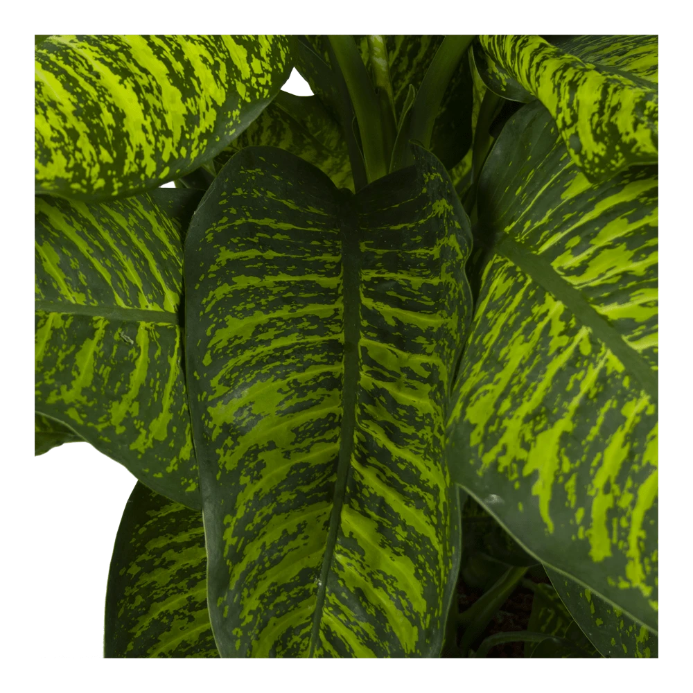 Dieffenbachia Seguine Tropic Jewel - P35 H130 - Kamerplant - Afbeelding 3
