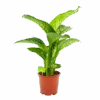 Dieffenbachia Seguine Tropic Snow - P19 H70 - Kamerplant