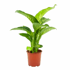 Dieffenbachia Seguine Tropic Snow - P19 H70 - Kamerplant
