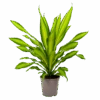 Dracaena Charley - Drakenbloedboom - P24 H95 - Kamerplant
