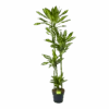 Dracaena Cintho - Op Stam - Drakenbloedboom - P27 H190 - Kamerplant