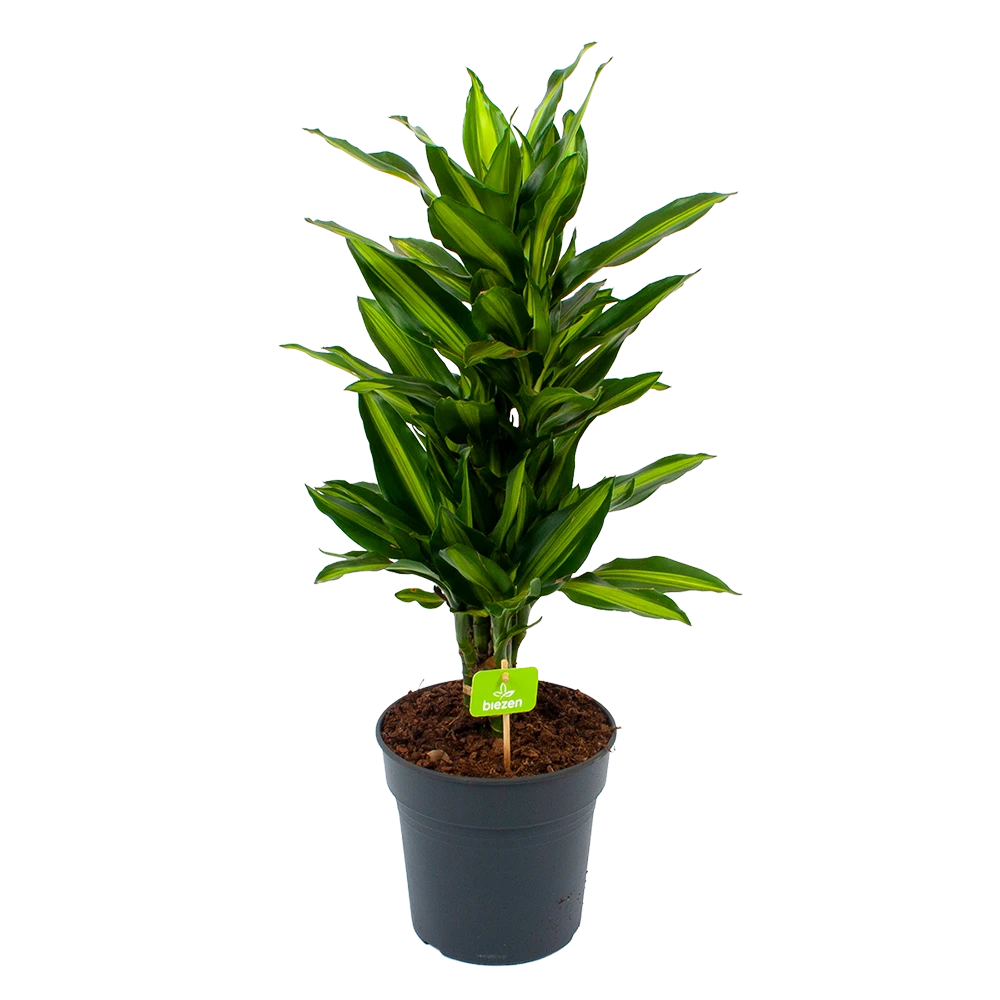 Dracaena Cintho - Vertakt - Drakenbloedboom - P21 H70 - Kamerplant