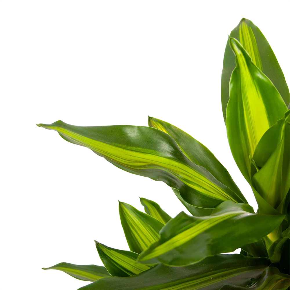 Dracaena Cintho - Vertakt - Drakenbloedboom - P21 H70 - Kamerplant - Afbeelding 2