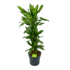 Dracaena Cintho - Vertakt - Drakenbloedboom - P27 H120 - Kamerplant