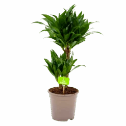 Dracaena Compacta - Op Stam - Drakenbloedboom - P17 H55 - Kamerplant
