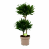 Dracaena Compacta - Op Stam - Drakenbloedboom - P21 H80 - Kamerplant