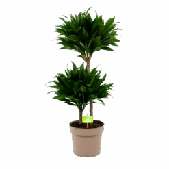 Dracaena Compacta - Op Stam - Drakenbloedboom - P21 H80 - Kamerplant