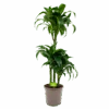 Dracaena Dorado - Op Stam - Drakenbloedboom - P21 H100 - Kamerplant