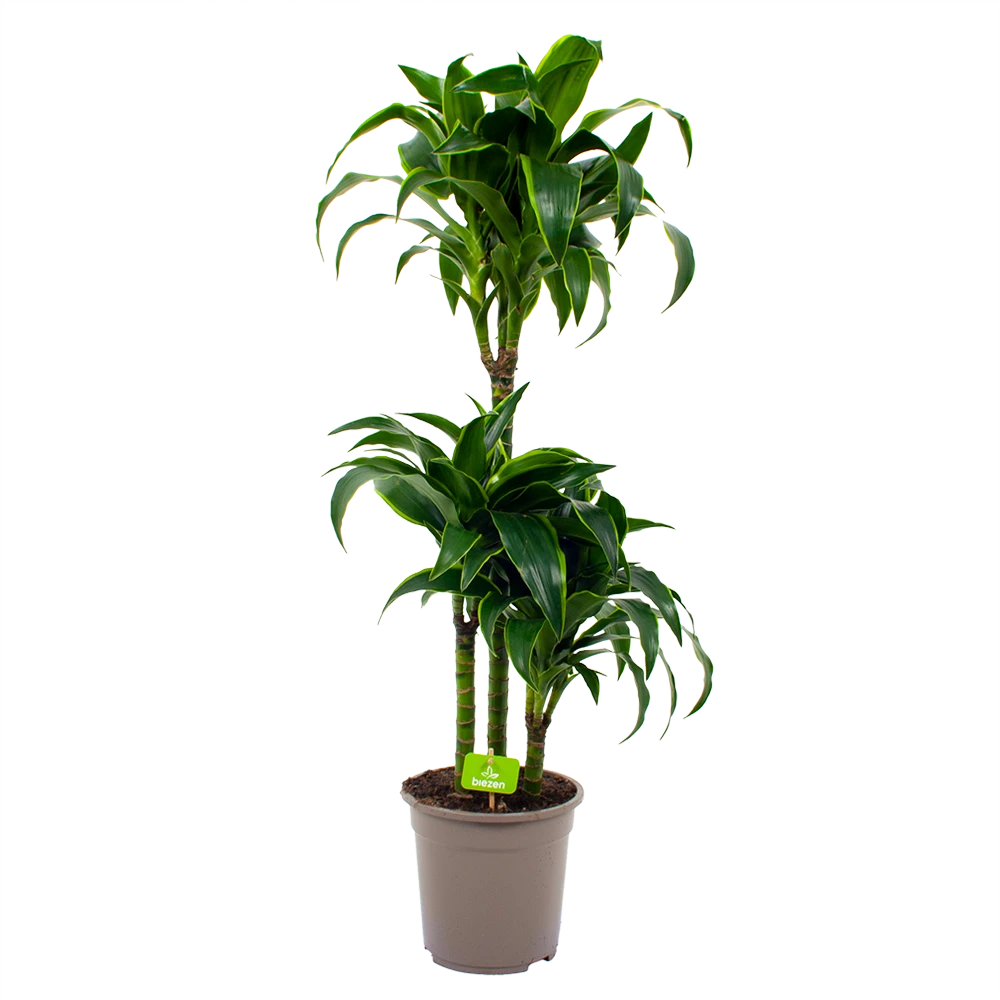 Dracaena Dorado - Op Stam - Drakenbloedboom - P21 H100 - Kamerplant