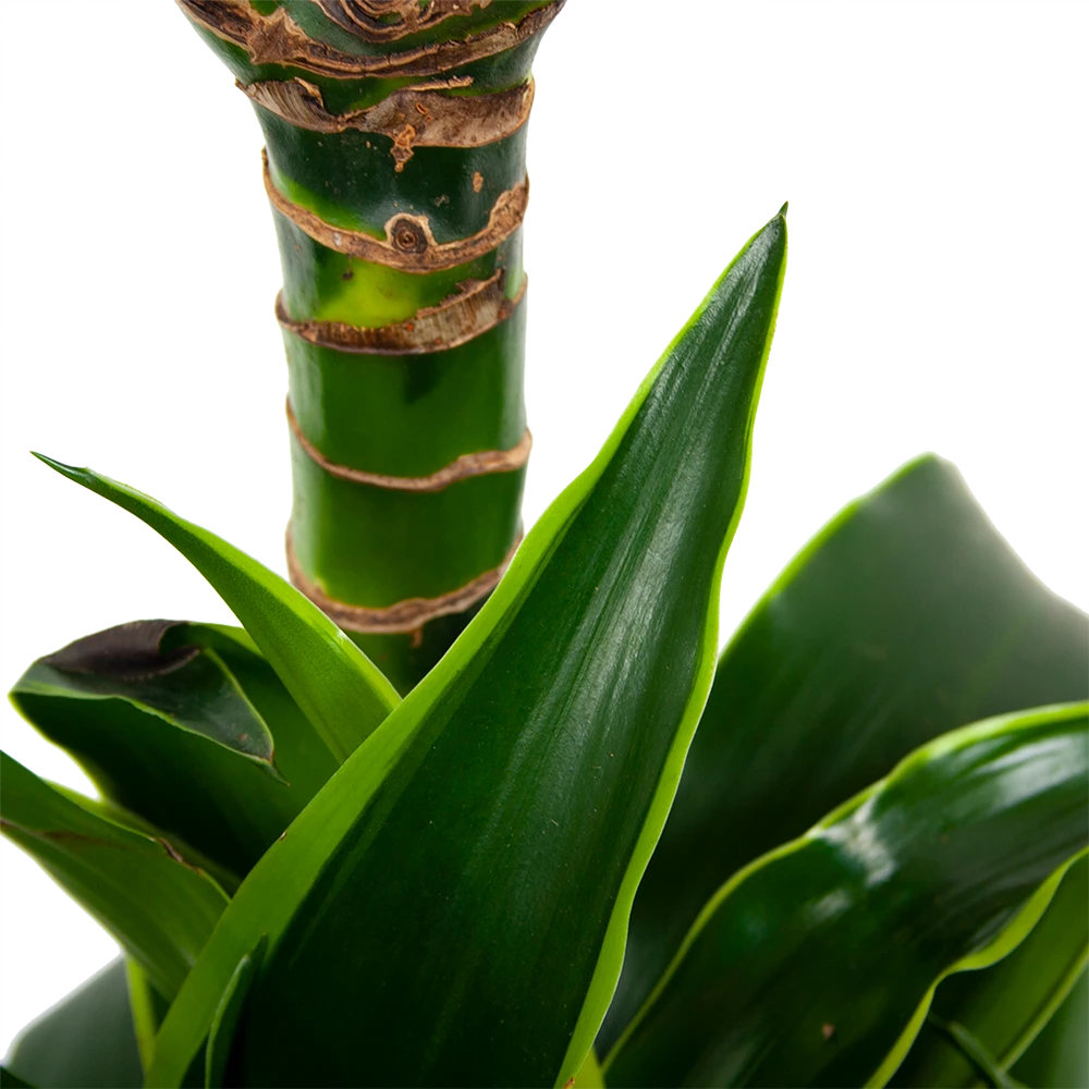 Dracaena Dorado - Op Stam - Drakenbloedboom - P21 H100 - Kamerplant - Afbeelding 2