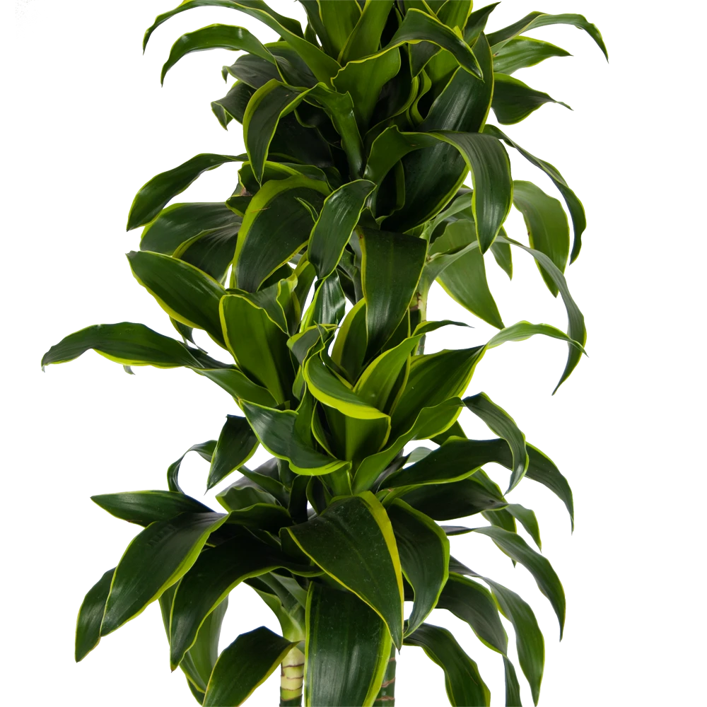 Dracaena Dorado - Op Stam - Drakenbloedboom - P27 H180 - Kamerplant - Afbeelding 3