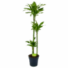 Dracaena Golden Coast - Op Stam - Drakenbloedboom - P24 H150 - Kamerplant