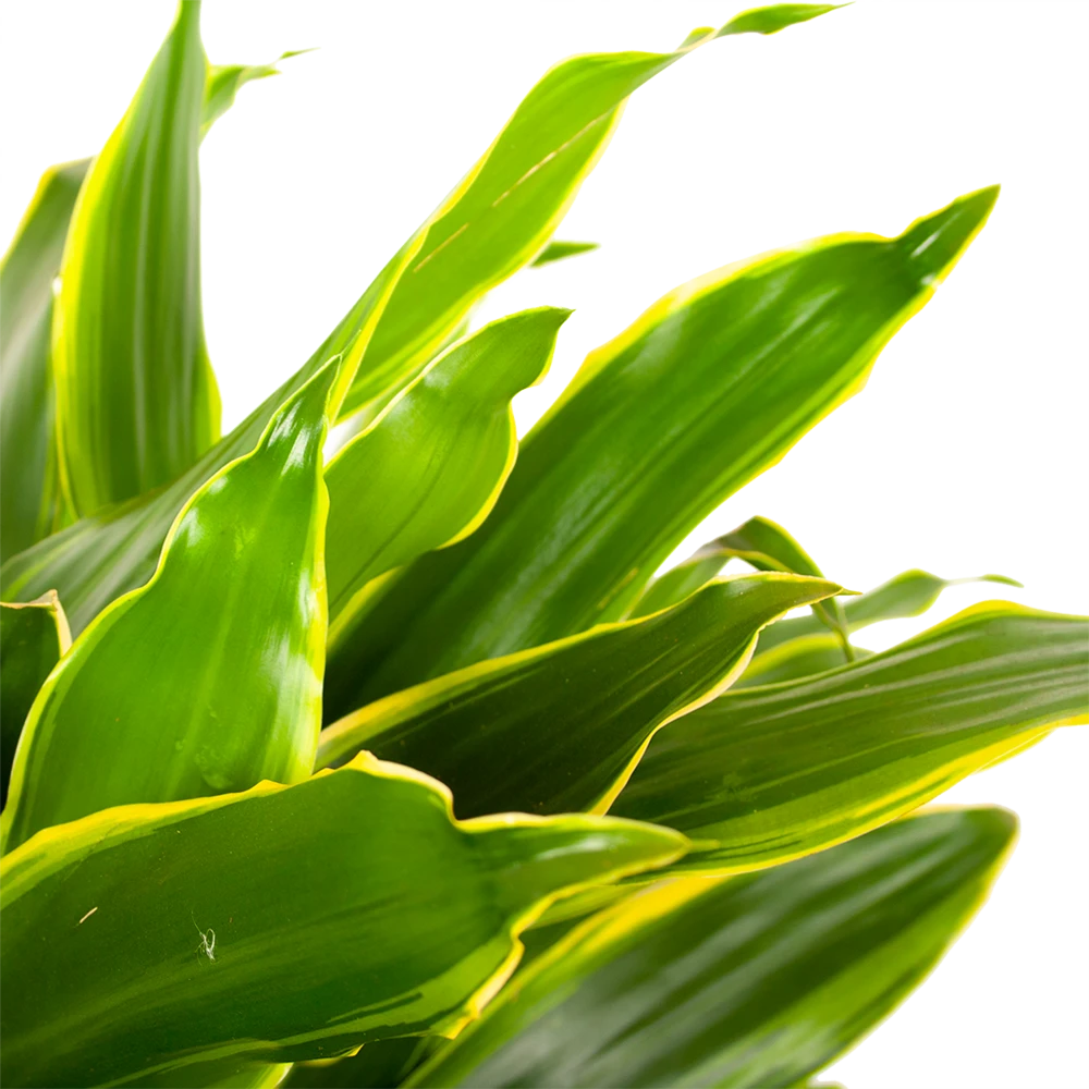 Dracaena Golden Coast - Vertakt - Drakenbloedboom - P21 H80 - Kamerplant - Afbeelding 2