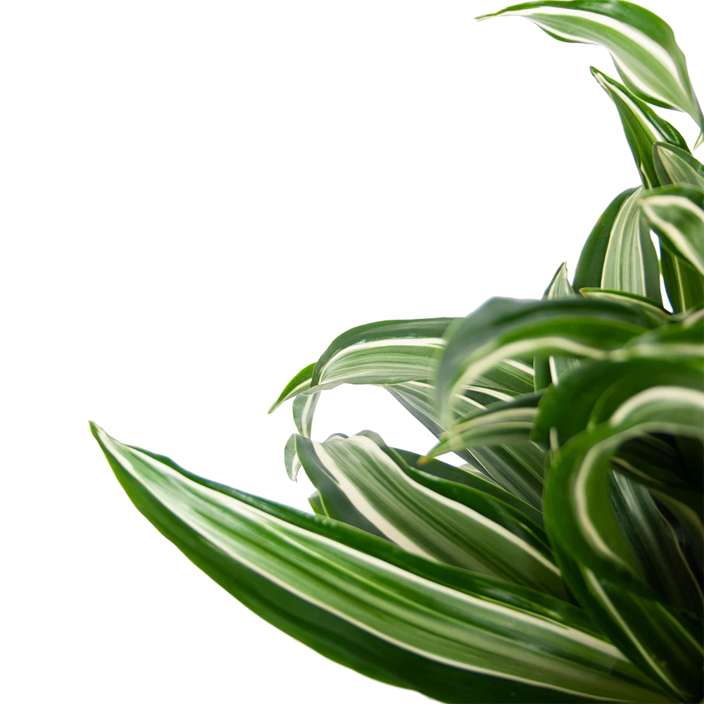 Dracaena Jade Jewel - Op Stam - Drakenbloedboom - P24 H100 - Kamerplant - Afbeelding 3