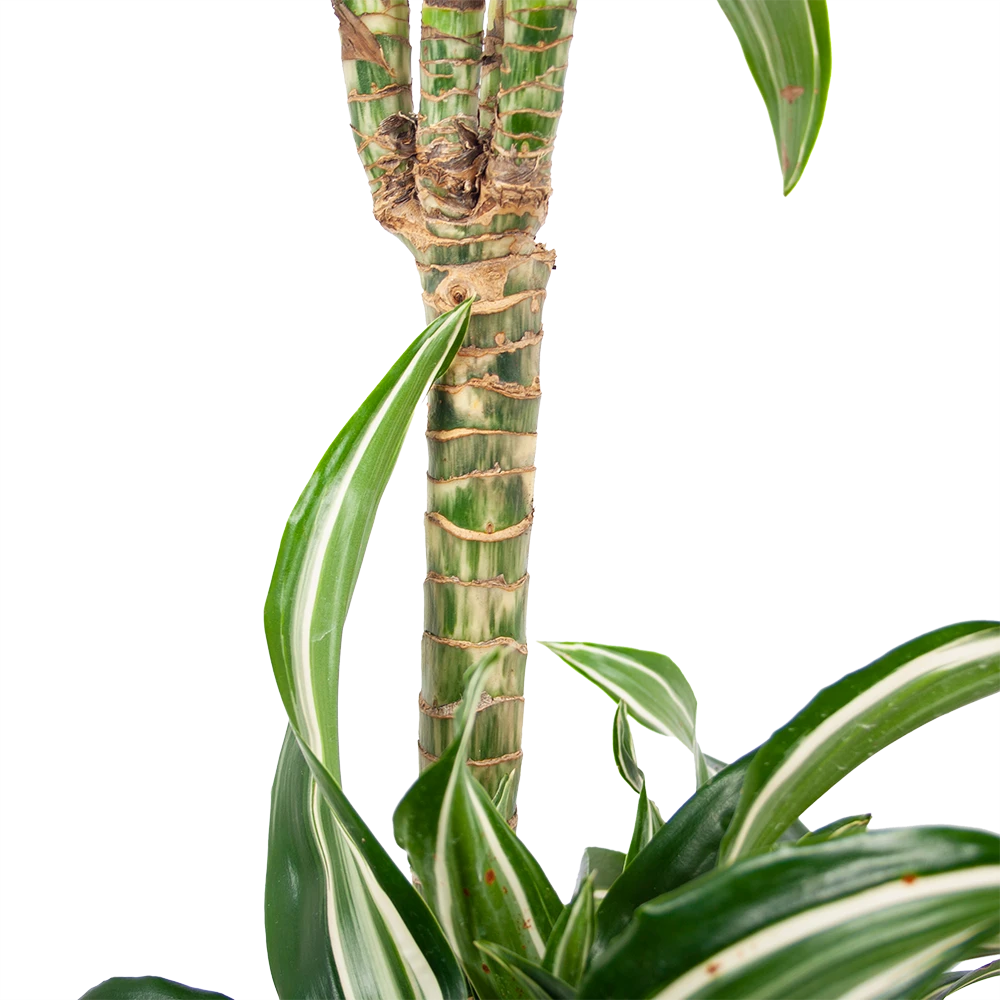 Dracaena Jade Jewel - Op Stam - Drakenbloedboom - P24 H100 - Kamerplant - Afbeelding 4