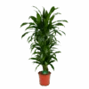 Dracaena Janet Craig - Vertrakt - Drakenbloedboom - P24 H110 - Kamerplant