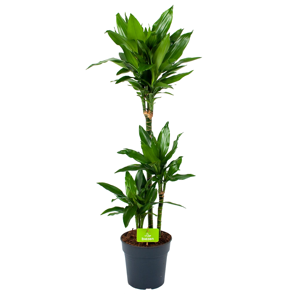 Dracaena Janet Lind - Op Stam - Drakenbloedboom - P21 H100 - Kamerplant