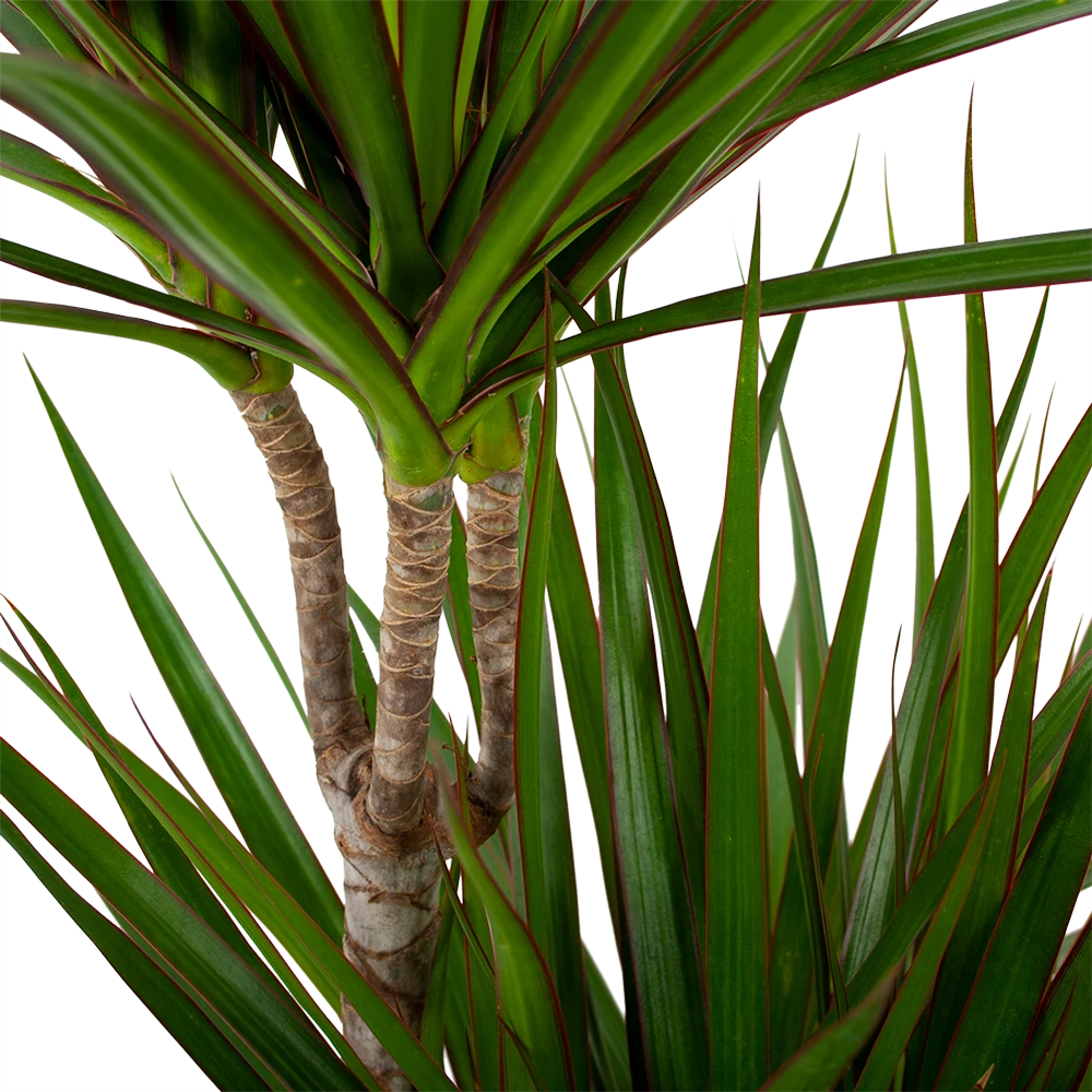Dracaena Marginata Groen - Op Stam - Drakenbloedboom - P24 H120 - Kamerplant - Afbeelding 2