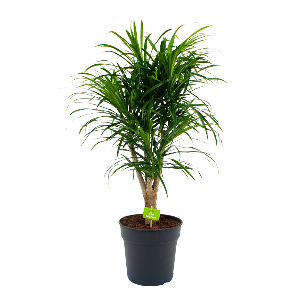 Dracaena Reflexa Anita - Enkele Stam - Drakenbloedboom-p24 H110 - Kamerplant