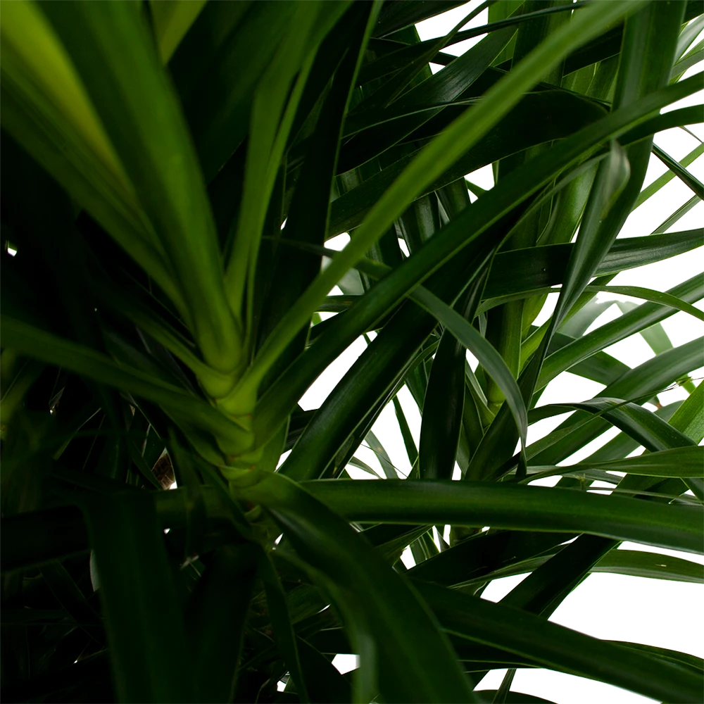 Dracaena Reflexa Anita - Enkele Stam - Drakenbloedboom-p24 H110 - Kamerplant - Afbeelding 2