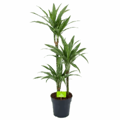Dracaena White Stripe - Op Stam - Drakenbloedboom - P21 H100 - Kamerplant