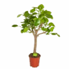Ficus Altissima - Vertakt - P27 H130 - Kamerplant