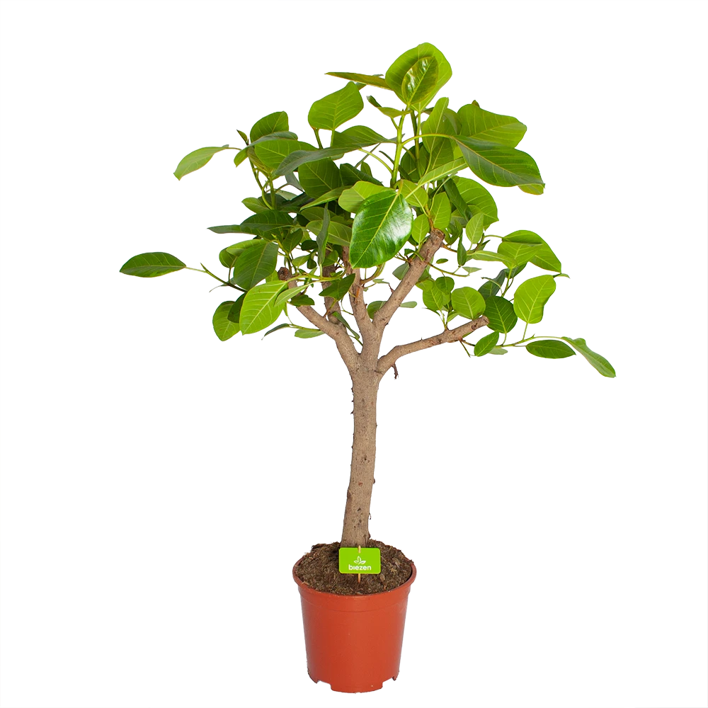 Ficus Altissima - Vertakt - P27 H130 - Kamerplant