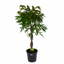 Ficus Binnendijkii Amstel King Op Gevlochten Stam - Treurvijg - P31 H140 - Kamerplant