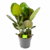 Ficus Elastica Robusta - Rubberboom - P19 H55 - Kamerplant