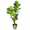 Ficus Lyrata Vertakt - Tabaksplant - P24 H130 - Kamerplant