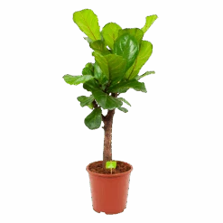 Ficus Lyrata Vertakt - Tabaksplant - P27 H110 - Kamerplant