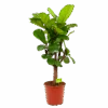 Ficus Lyrata Vertakt - Tabaksplant - P30 H130 - Kamerplant