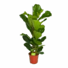 Ficus Lyrata - Tabaksplant - Toef - P24 H120 - Kamerplant