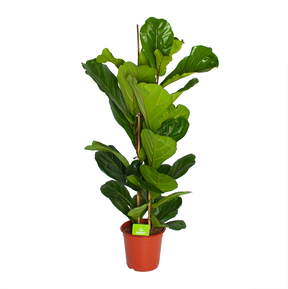 Ficus Lyrata - Tabaksplant - Toef - P24 H120 - Kamerplant