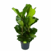 Ficus Lyrata - Tabaksplant - Toef - P34 H120 - Kamerplant