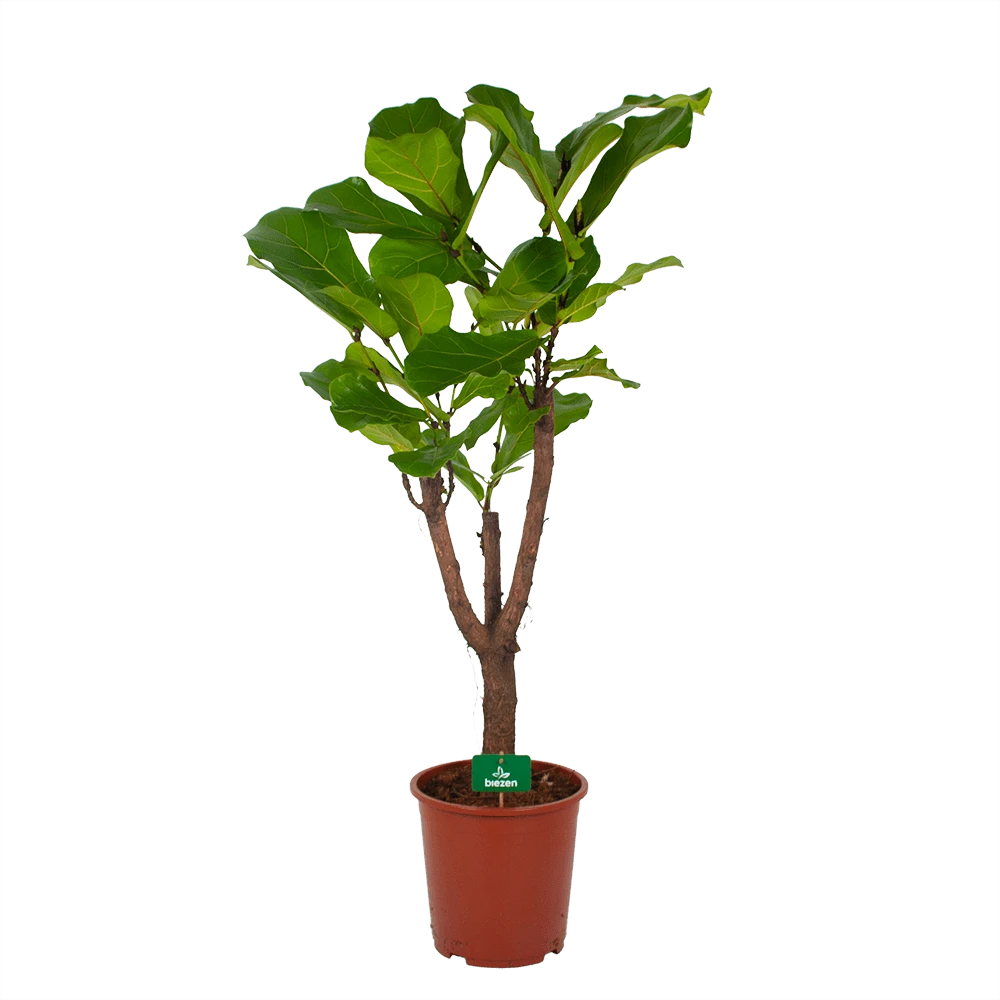 Ficus Lyrata Vertakt - Tabaksplant - P27 H140 - Kamerplant