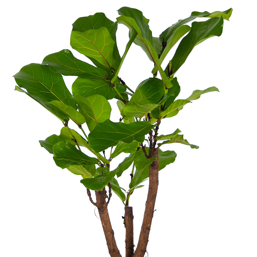 Ficus Lyrata Vertakt - Tabaksplant - P27 H140 - Kamerplant - Afbeelding 2