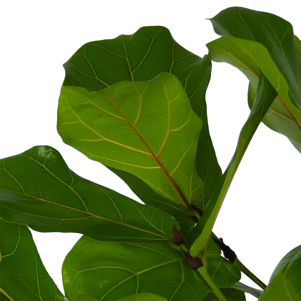 Ficus Lyrata Vertakt - Tabaksplant - P27 H140 - Kamerplant - Afbeelding 3