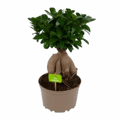 Ficus Microcarpa Ginseng - Bonsai - P20 H45 - Kamerplant