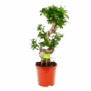 Ficus Microcarpa Ginseng - Bonsai - P21 H65 - Kamerplant