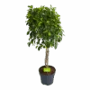 Ficus Microcarpa Nitida Op Gevlochten Stam - Treurvijg - P24 H100 - Kamerplant