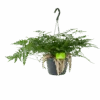Humata Tyermannii - In Hangpot - P17 H30 - Kamerplant