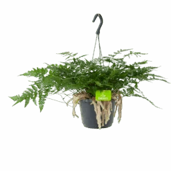 Humata Tyermannii - In Hangpot - P17 H30 - Kamerplant