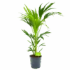 Kentiapalm - Howea Forsteriana - P21 H100 - Kamerplant