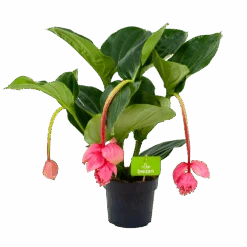 Medinella Magnifica - Trosbloem - P17 H60 - Kamerplant