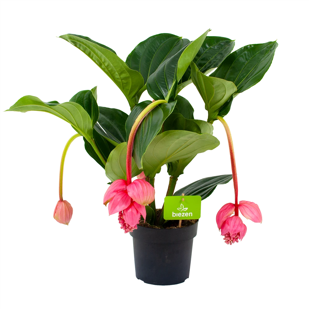 Medinella Magnifica - Trosbloem - P17 H60 - Kamerplant