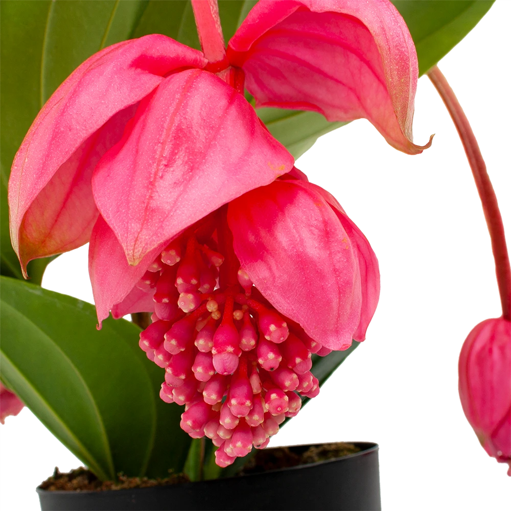 Medinella Magnifica - Trosbloem - P17 H60 - Kamerplant - Afbeelding 2