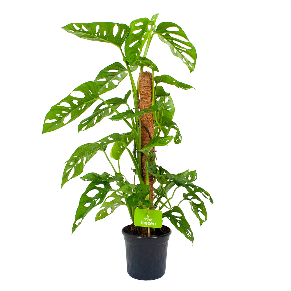 Monstera Adansonii Op Mosstok - Monkey Mask/Leaf- P16 H65 - Kamerplant